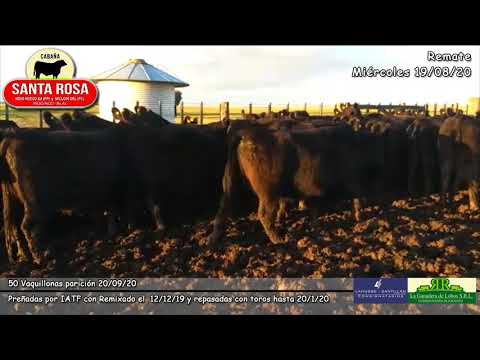 Vaquillonas Preñadas parición Sep. 2020 -Remate de Cabaña Santa Rosa de Indio Nuevo - 19/08/20