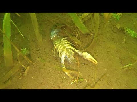Рачья чума, Crayfish plague, McLaren Diving,  Jun 2023