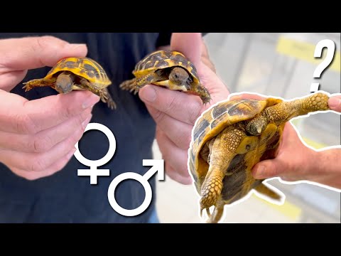 Reconnaître les mâles et femelles chez les tortues terrestres