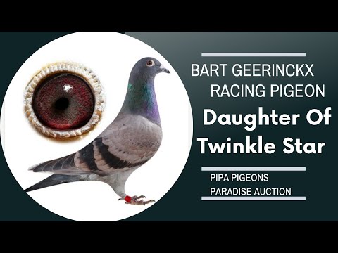 ' Daughter Of Twinkle Star ' Racing Pigeon Of  Bart Geerinckx For Sale In Pipa Pigeons Auction