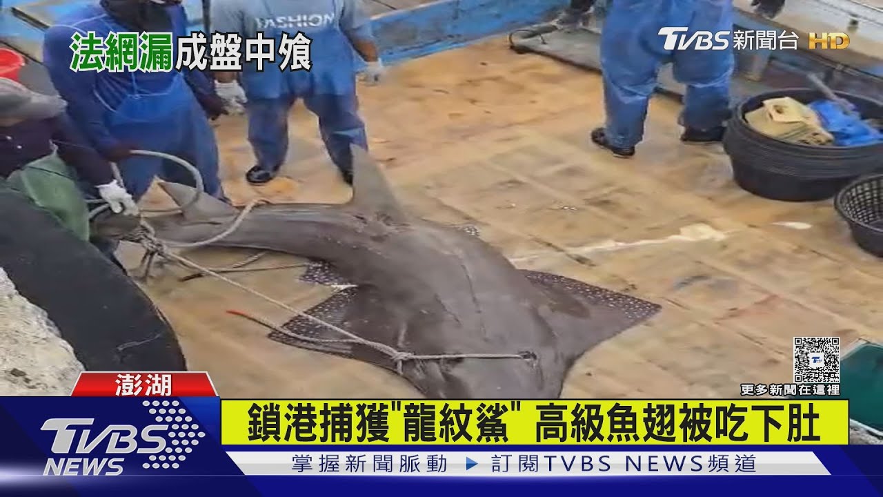 鎖港捕獲「南方龍紋鱝」高級魚翅被吃下肚