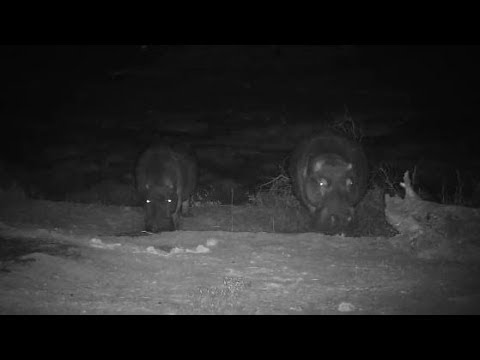 Djuma: Two Hippos arriving - 22:39 - 10/14/19