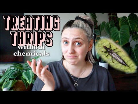 how I battle thrips naturally 🦟 Chemical Free Thrips Treatment