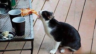 Funniest Cats And Dogs Videos 😁   Best Funny Animal Videos 2024 🥰