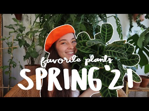 5 Favorite Houseplants for Early Spring!