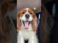 If my dogs were emojis #cavalierkingcharlesspaniel #emojichallenge