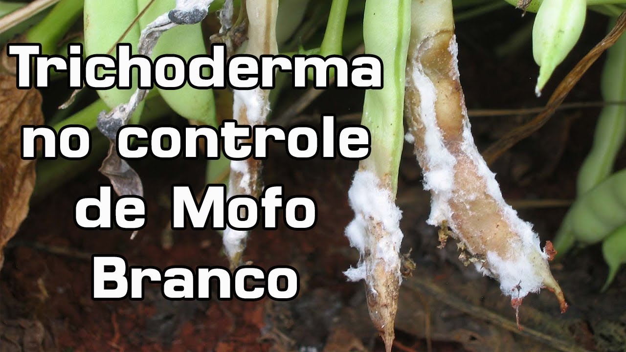 Qual dose de Trichoderma usar no controle do Mofo Branco? | Biota Ajuda aí