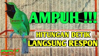 Download lagu 🔴CEPAT BONGKAR MATERI‼️CUCAK IJO GACOR NGENTROK FULL ISIAN mp3