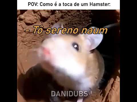 A vizinhança do Hamster até que é bem boa 😅 #edit #humor #memes #fyp #animals