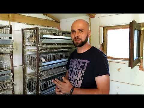 Farma prepelica u Bajinoj basti