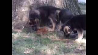 preview picture of video 'FUNNY LITTLE PUPS Loyal German Shepherds'