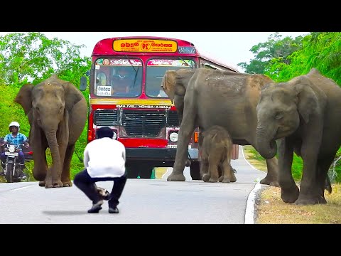 "Shocking Encounter: Wild Elephants with Their Young Block the Road!"#elephant #wildlife