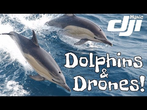 mavic-pro-drone-footage-of-large-dolphin-pod