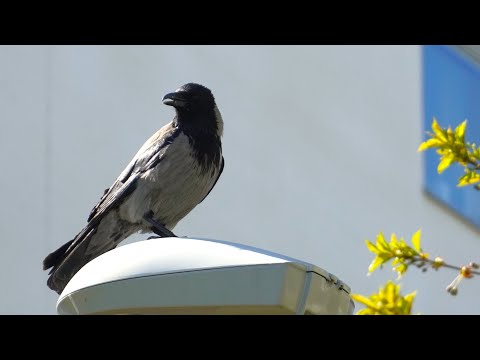 🐦 Corvus cornix- Hooded Crow-Corneja cenicienta, Footage 4K 📷 SONY 6600