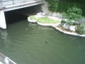 Cormorant Swallows Fish Whole