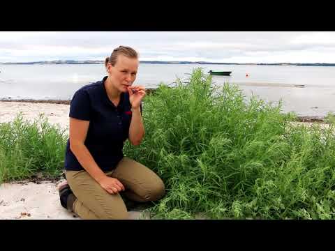 , title : 'Find spiselige planter på stranden - 4H Danmark'