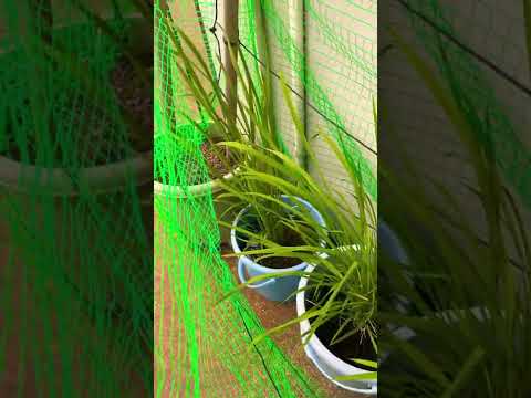 地中海の低木を自然条件以外で育てることはできますか?  庭園