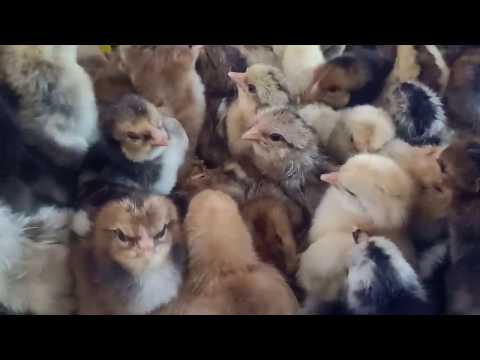 Gà nòi Bến Tre- Trại Gà Dũng Mười Hai Điện thoại 0982 69 34 32 