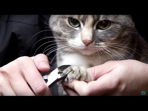 Life is Better with Friends - Si të mësojmë macet të mos gërvishtin mobiljet?