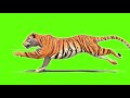 Green Screen Background Tiger Green Screen Tiger Status