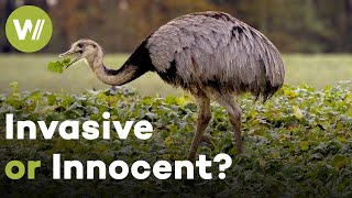 Rheas: The Invasive Giants Reshaping Europe’s Farmland (Documentary, 2021)