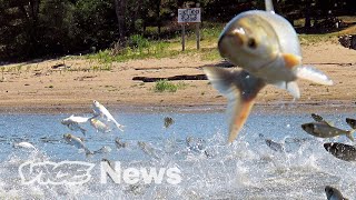 America&#39;s Most Hated Fish Are Being Purged By Electric Shocks and Sound