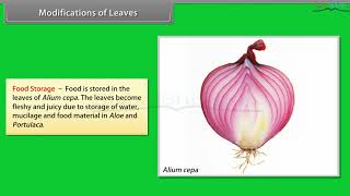 Morphology of Flowering Plants Leaves | CBSE Class 11 Biology