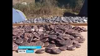 В древней Фанагории археологи обнаружили крупный клад