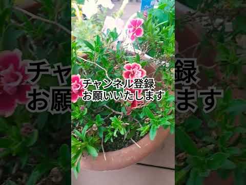 ディプラデニア肥料はいつ与えるのですか?この美しい植物の開花を促進するのに最適な肥料は何ですか?  庭園