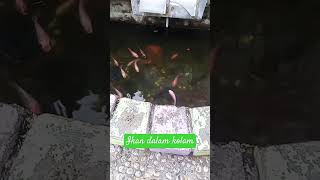 Download lagu Ikan Dalam Kolam #ikandalamkolam #ikankoi #ikanlele #shorts #short mp3