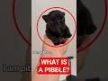 Why Is Everyone Obsessed With Pibble Puppies Shorts