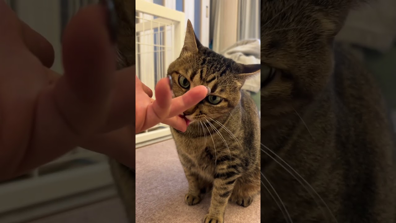 【第1回お手できるかな選手権】うちのワンニャンが癖強すぎる！ #トイプードル #きぃ #くぅ #ブリュレ #お手