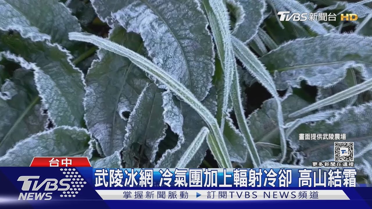 武陵冰網!冷氣團加上輻射冷卻 高山結霜