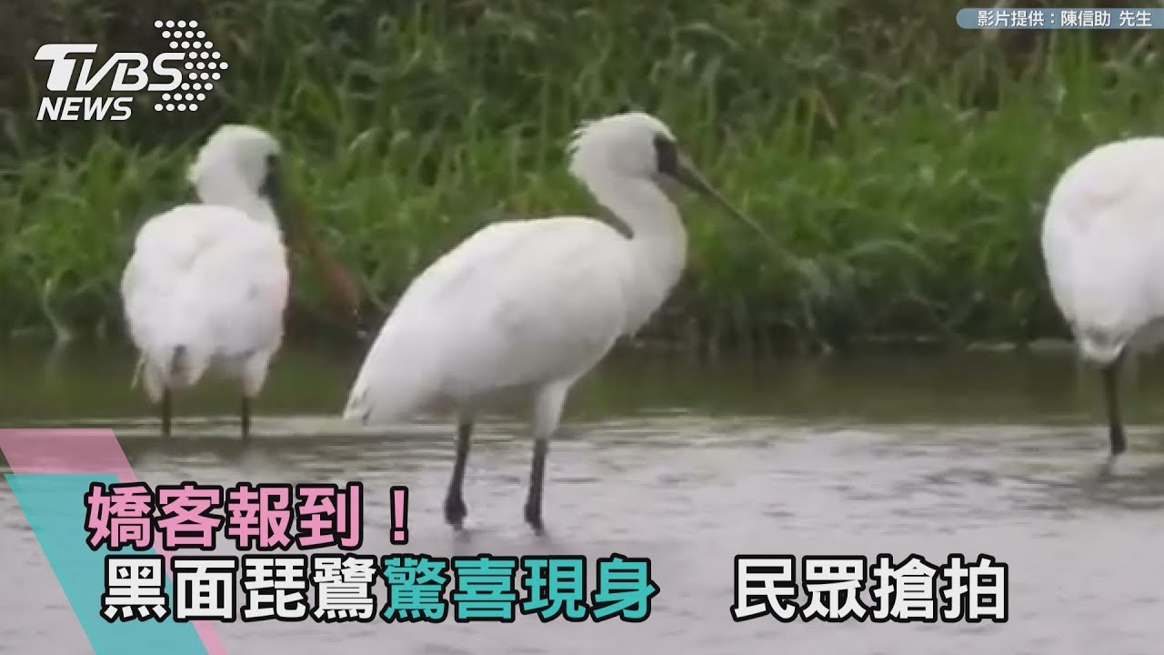 嬌客報到!黑面琵鷺驚喜現身 民眾搶拍