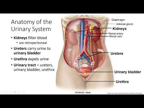 Ch27 Pt1, Urinary System Function and Gross Anatomy