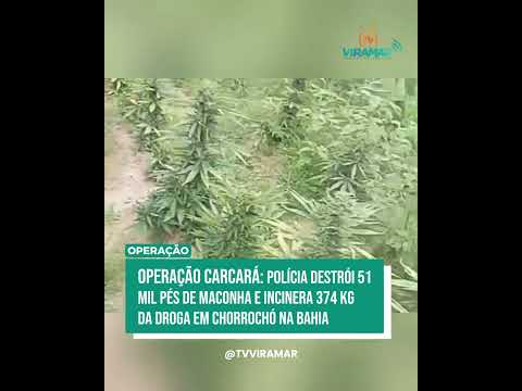 OPERAÇÃO CARCARÁ GOLPEIA TRÁFICO E DESTRÓI MAIS DE 51 MIL PÉS DE MACONHA NO NORTE DA BAHIA