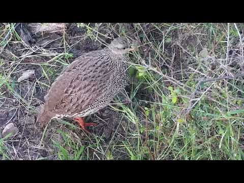 Djuma: Natal Spurfowls below the cam - 16:26 - 05/11/2023