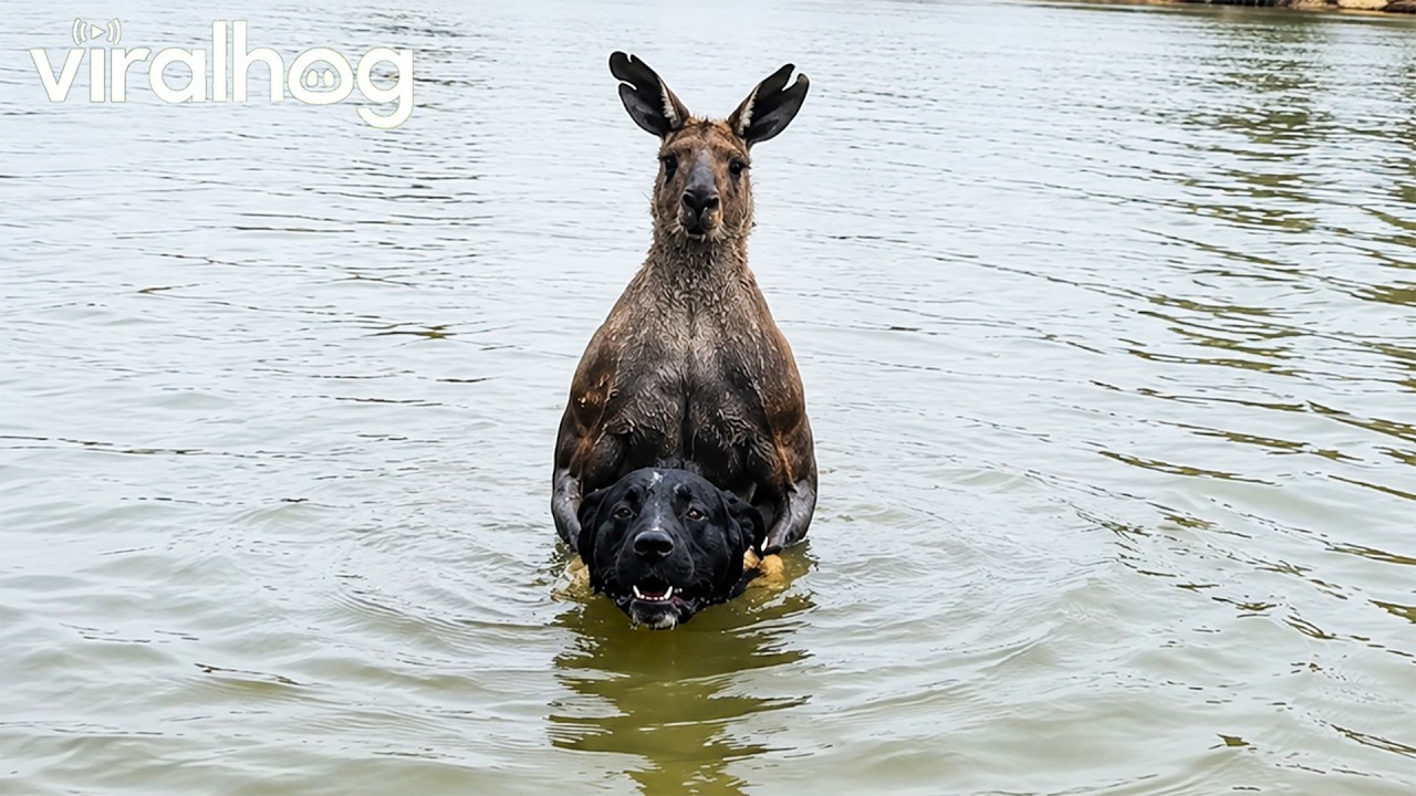 Man Rescues Dog From Being Drowned by Kangaroo || ViralHog