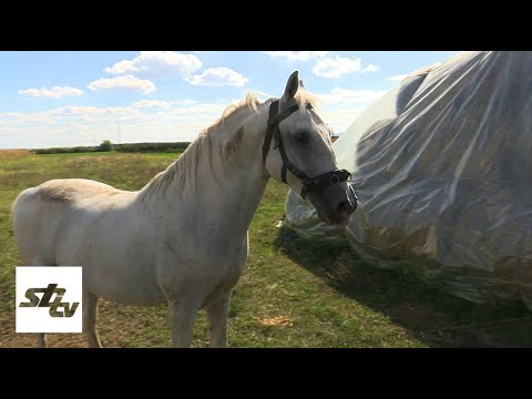 SBTV - SB INFO - U HRVATSKOJ SVE VIŠE KONJA - 25.09.2021.