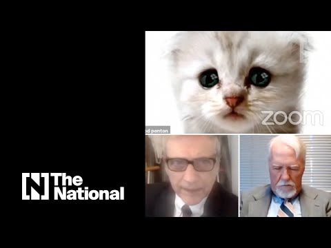 Lawyer gets stuck with fluffy white kitten filter during Zoom court hearing