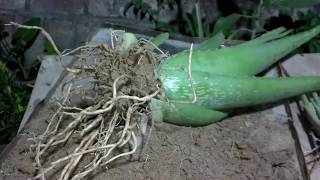How to Grow Aloe Vera Plant at Home | How to Grow Aloe Vera From Runner (urdu/hindi)