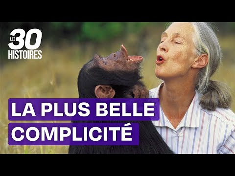 Une relation si privilégiée avec ce singe - Jane Goodall - Les 30 histoires les plus spectaculaires