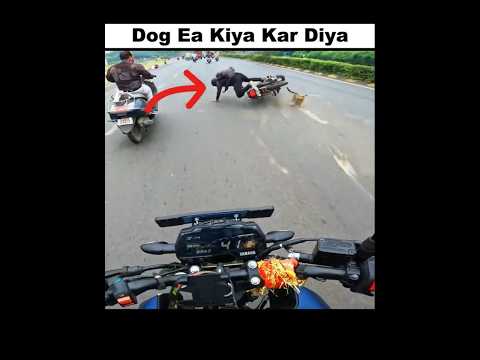 dog kisliya rod pe aya bhai 😭🥲😭 #ktm #bike #rider #motovlog #viral #shorts #foryou #zx10r #race