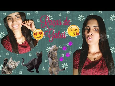Raças de gatos (LIBRAS)