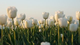 O, vin-la noi Isuse - Nicolae Moldoveanu