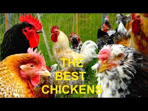 , title : 'TOP 20 The best chicken breeds for homestead farming, self-sufficient, egg layers and table fowl'