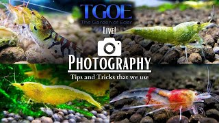 Photography for Aquariums Tips and Tricks we use