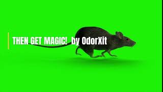 How to get rid of dead mouse smell #smell #odor