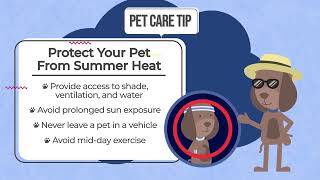 Protect Your Pet From Summer Heat!