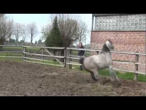 Pahamar by Palawan-3/4 brother to Panarea by Palawan - SOLD to Italy